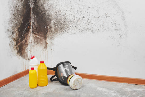 Best Mold Testing and Inspection Services in Gearhart, OR