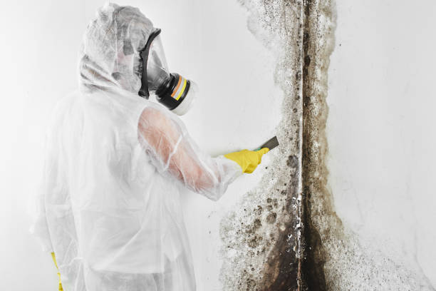 Best Mold Remediation for Specific Building Types in Gearhart, OR