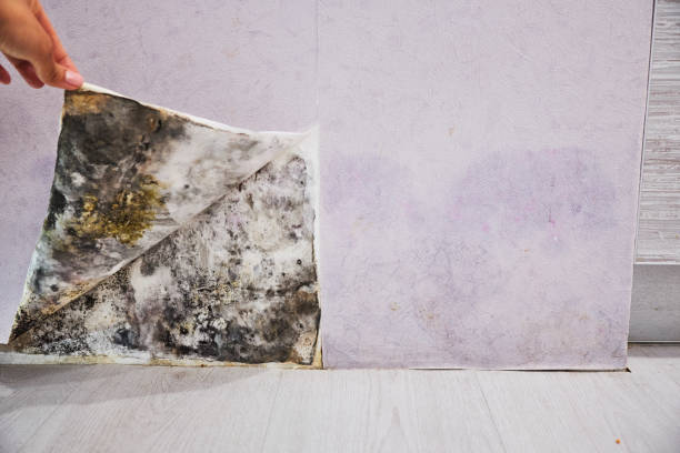 Best Emergency Mold Remediation in Gearhart, OR